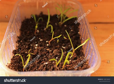 Young Shoots Spinach Pot Stock Photo 1328156663 Shutterstock