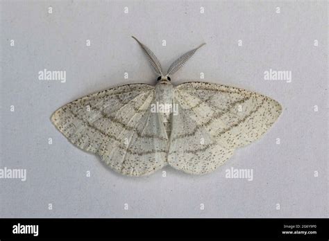 Common White Wave Moth Cabera Pusaria Stock Photo Alamy