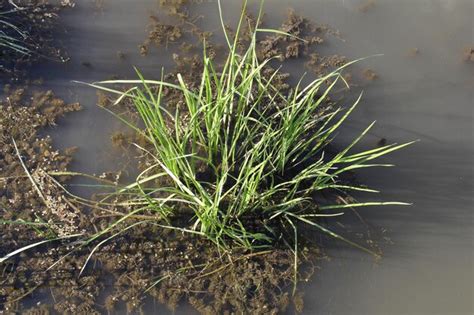 Premium Photo A Green Plant Growing In Water