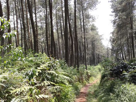 Taman Hutan Jayagiri Bagi Traveller Sejati