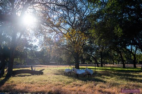 Natural Bridge Wildlife Ranch - Travel - celebrategalveston.com