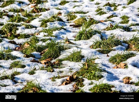 Snow Is Melting Spring Time Grass Is Looking Through Snow Patches