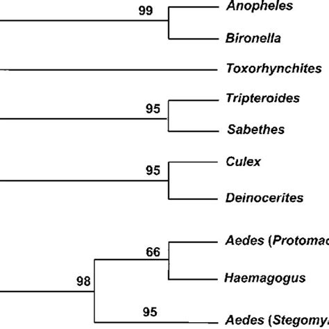 (PDF) The Culicidae (Diptera): A Review Of Taxonomy, Classification And ...