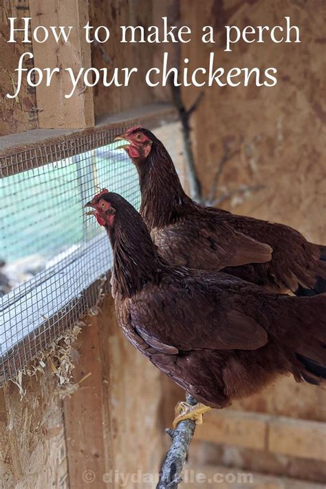 DIY Chicken Roost Idea Using Tree Branches Flock Block Chicken