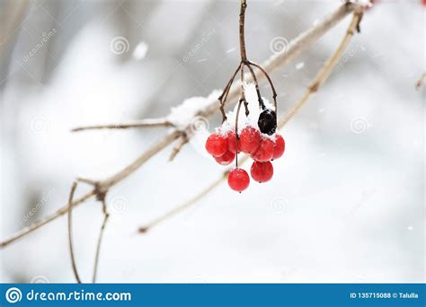 Manojos Rojos De Viburnum Maduro Cubiertos Con Nieve Foto De Archivo