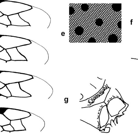 Grupo De Cephalastor Relativus A C G H Cephalastor Rufosuffusus Download Scientific Diagram