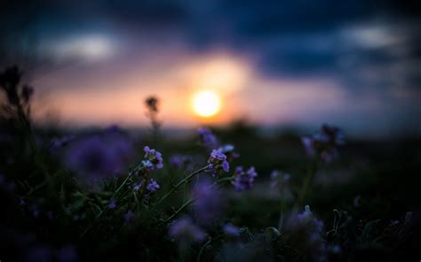 Wallpaper Sunlight Depth Of Field Sunset Night Nature Sky