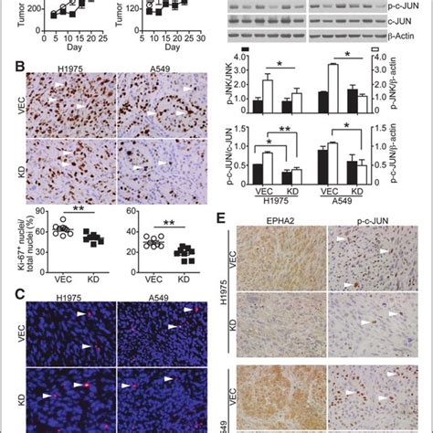 Epha Deficiency Inhibits Tumor Growth In Vivo A Two And Half Million