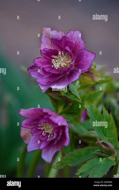 Flor De La Rosa De Navidad O De La Primavera Del Hellebore Que La