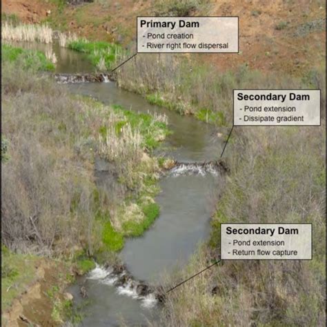 At nearly 2 meters hieghth, this natural beaver dam on Bridge Creek ...