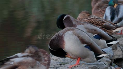 Los Patos Duermen Limpian Sus Plumas Comen Algas Los Patos Se Reflejan