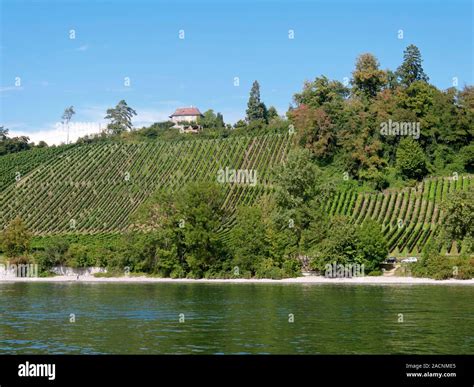 French Vineyard View Of South Facing Vines On The Shores Of Lake