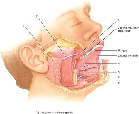 Lab Oral Cavity Glands And Ducts Diagram Quizlet