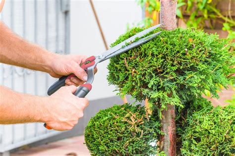 Thuja Stark Zur Ckschneiden So Gelingt Der Radikalschnitt Lebensbaum