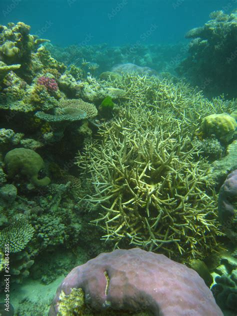 Underwater Scene of Great Barrier Reef Stock Photo | Adobe Stock