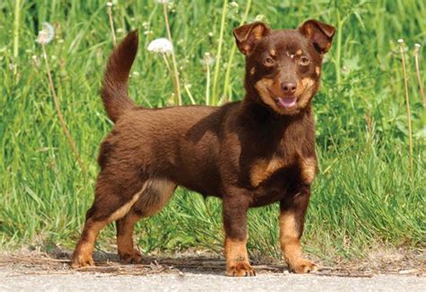 Canadian Kennel Club | Club Canin Canadien