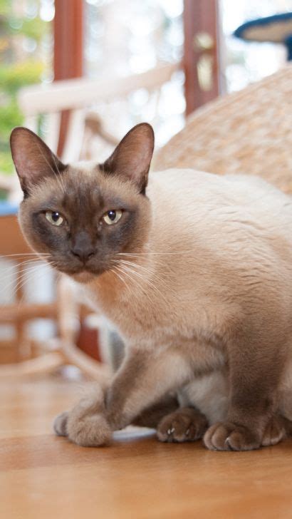 Tonkinese Cat An Essential Guide For Owners Expert Advice Training Tips And Breed