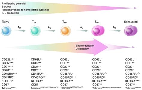 Phenotypic And Functional Changes In CD8 T Cells Induced By Chronic