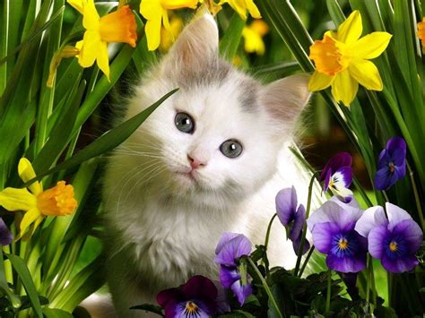 Spring Animals Desktop Wallpapers - Wallpaper Cave