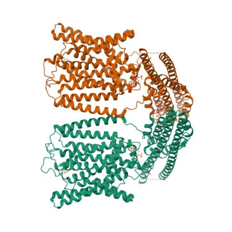 Rcsb Pdb Iws Cryo Em Structure Of Human Phosphate Channel Xpr In