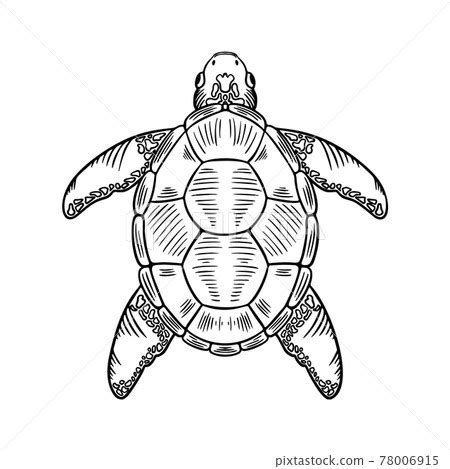 Sketch Sea Turtle Vector Hand Drawn Stock Illustration 78006915