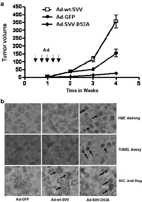 Inhibition of tumor growth by intratumoral injection of the Ad-Survivin ... 