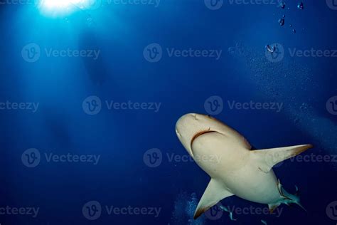 bull shark ready to attack in the blue ocean background 12205520 Stock Photo at Vecteezy