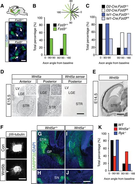 Frizzled And Wnt A Regulate Ap Guidance Of Striatal Axons A Top The