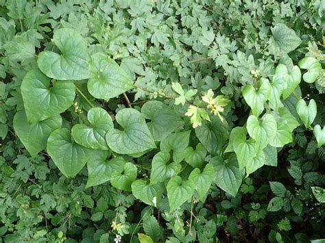 Dioscorea Communis Tamier Commun Ou Herbe Aux Femmes Bat Flickr