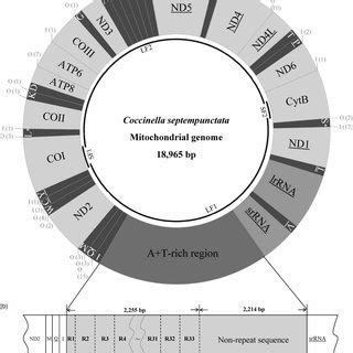 Cytological Map Of Chromosomes X And Of Drosophila Melanogaster