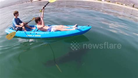 Terrifying Moment Kayakers Circled By Very Calm Great White Shark On