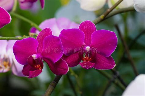 Beautiful Dark Pink Velvet Orchid Stock Photo Image Of Leaf Culture