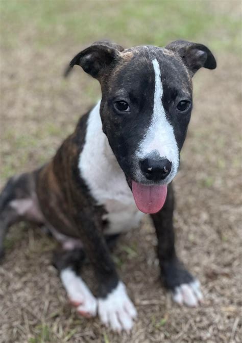 🚨 URGENT!! MAXIM NEEDS... - Forever Changed Animal Rescue