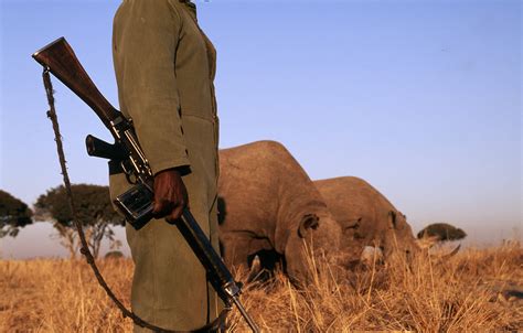 Rhino Poaching Update For Wwf South Africa