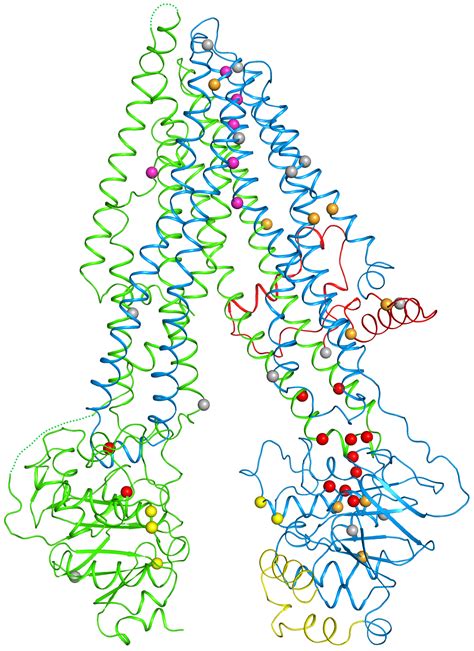 First Structural Map Of Cystic Fibrosis Protein Sheds Light On How