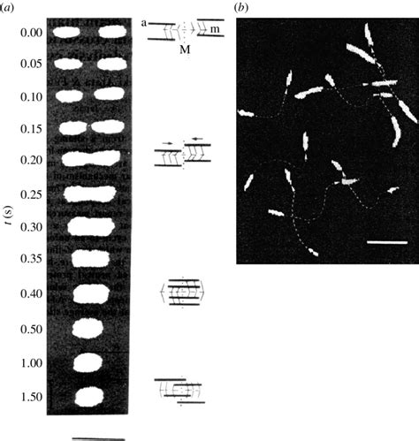 In Vitro Motility Of Fluorescently Labelled Actin Filament A