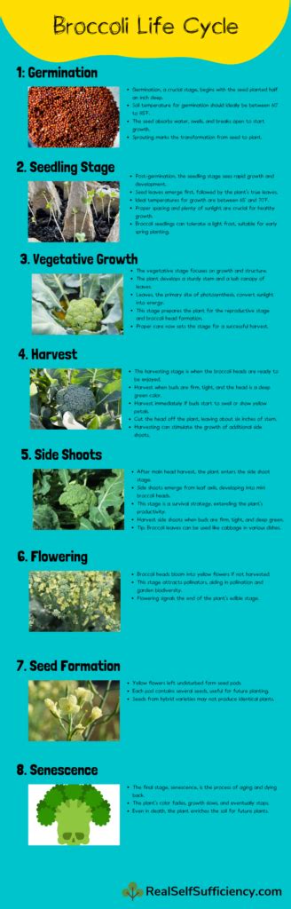 Understanding The Broccoli Life Cycle Your Guide To Broccoli Growth Stages