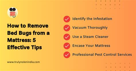 How To Remove Bed Bugs From A Mattress 5 Essential Tips Truly Blog