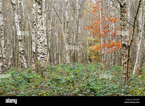 Silver Birch Trees Betula Pendula In Autumn Belgium Stock Photo Alamy