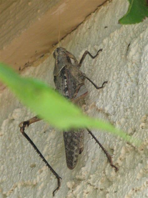 Grasshopper 013 We Saw This Grasshopper On The Side Of The Flickr