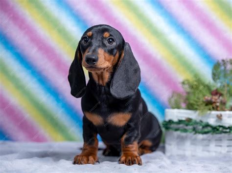 Premium Photo | Black and tan cute dachshund puppy sitting on rainbow