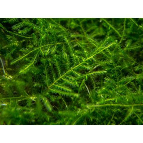 Jual Moss Lempeng Peacock Tanaman Aquascape Hiasan Akuarium