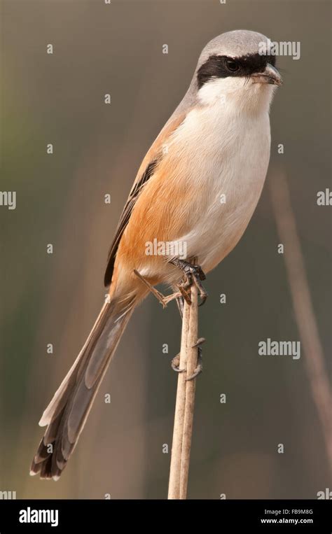 Long Tailed Shrike Hi Res Stock Photography And Images Alamy