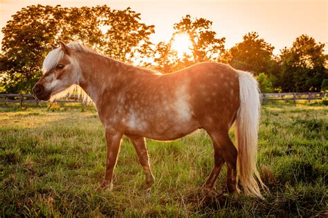 All About Shetland Ponies (facts, lifespan, care, etc.) - Horse Rookie