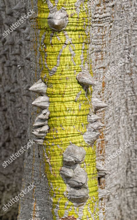 Prickly Bark Kapok Tree Ceiba Pentandra Editorial Stock Photo Stock