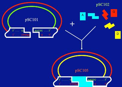 Stanley N. Cohen: Transforming Molecular Biology - Lasker Foundation