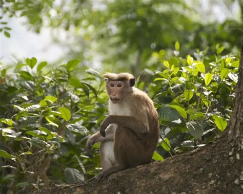 Toque Macaque - Facts, Diet, Habitat & Pictures on Animalia.bio