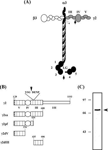 The Short Arm Of Laminin γ2 Chain Of Laminin 5 Laminin 332 Binds