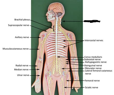 Nervous System Practical 3 Peripheral Nerves And Special Senses