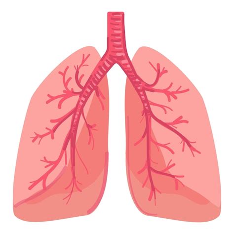 Premium Vector Human Respiratory System Anatomy Illustration